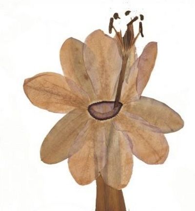 Засушенный цветок для гербария